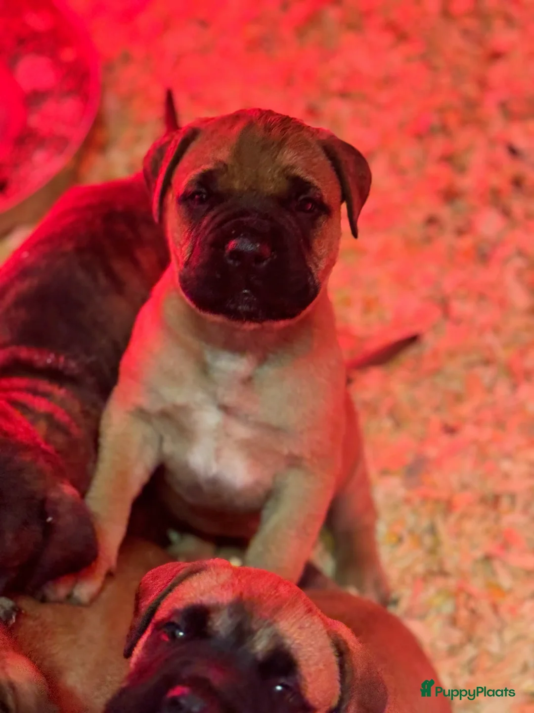 Bullmastiff honden te koop: Bullmastiff  - Advertentie 7