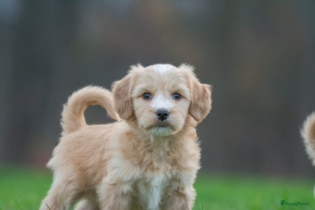 Kruising honden te koop: supergave mini tot middelgrote DOODLE PUPS - Advertentie 9