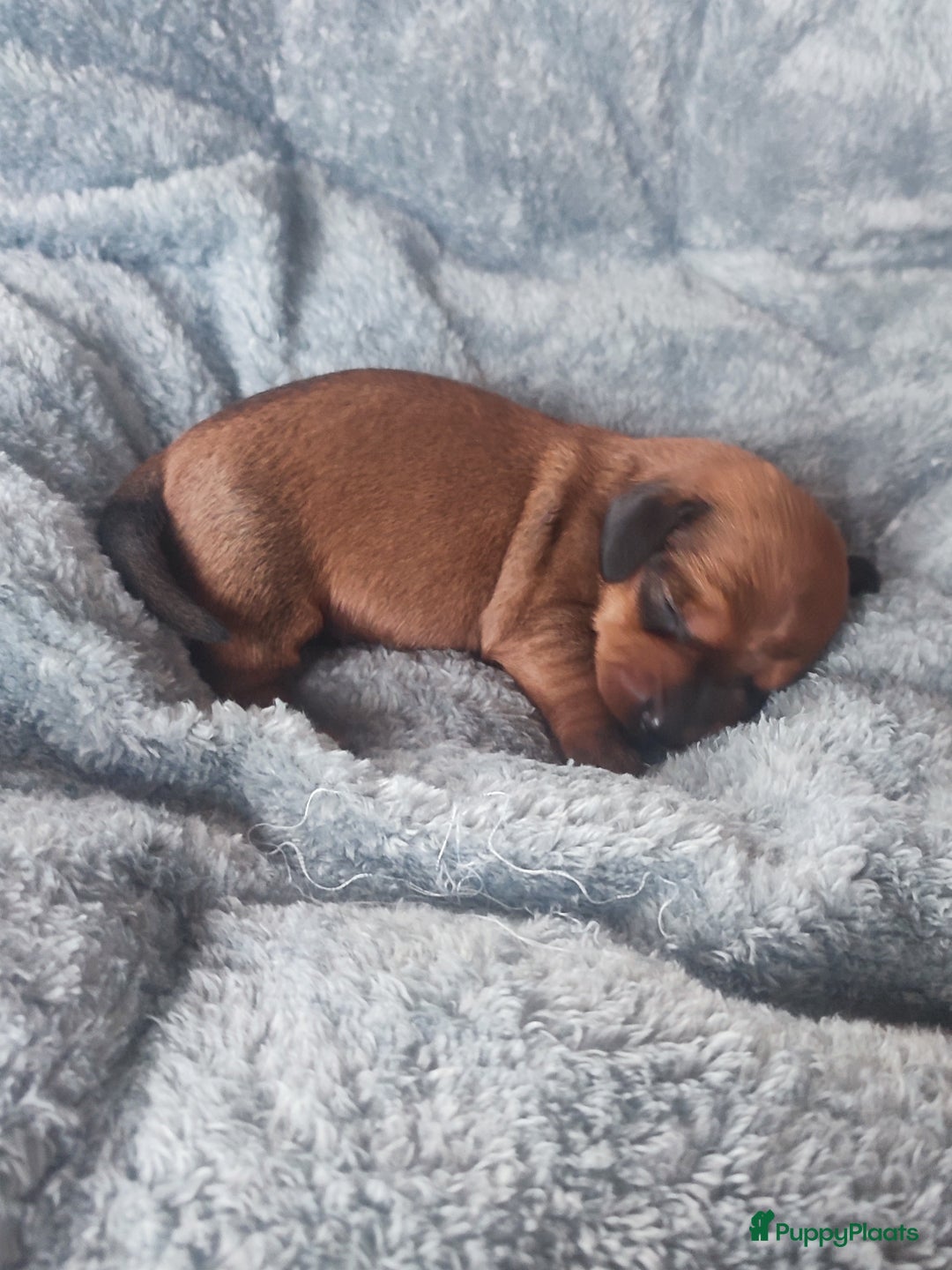 Teckel (korthaar)  honden te koop: Prachtige dwergteckel pupjes - Advertentie 5