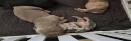 Franse Bulldog honden te koop: Franse bulldog pupjes - Advertentie 13