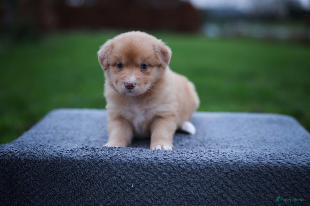 Nova Scotia Duck Tolling Retriever honden te koop: Toller x Australian Shepherd pups in Maurik - Afbeelding 3