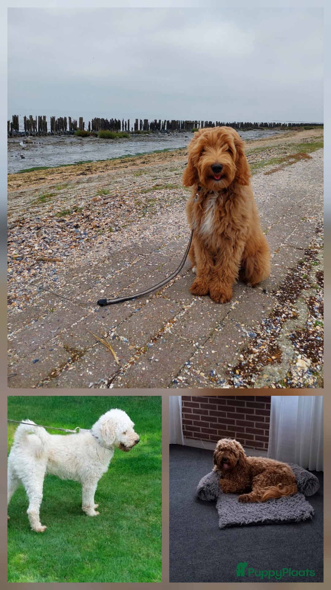 Labradoodle honden te koop: Labradoodle pups kleine  medium  - Advertentie 17