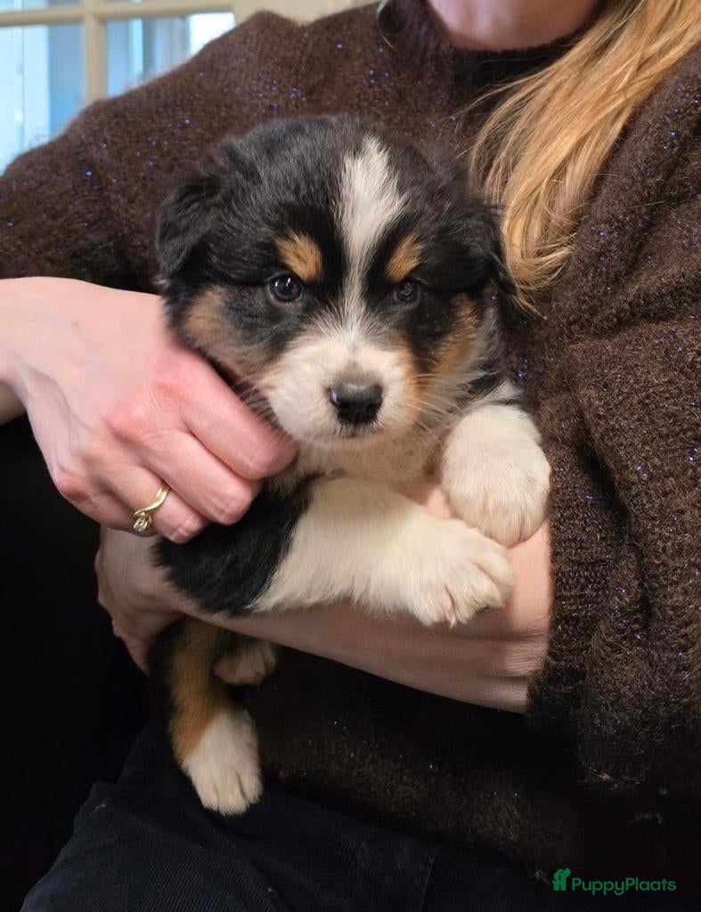 Australian Shepherd honden Australische Herder puppy's (zie foto's) - Advertentie 2