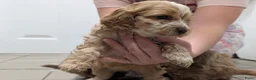 Cockapoo honden te koop: COCKAPOO-PUPPY’S 2 REUTJES & 1 TEefJE BESCHIKBAAR! in Amsterdam - Advertentie 13