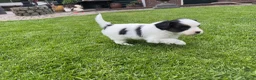 Vlinderhondje honden te koop: Zeer mooie vlinder reutjes beschikbaar - Advertentie 5