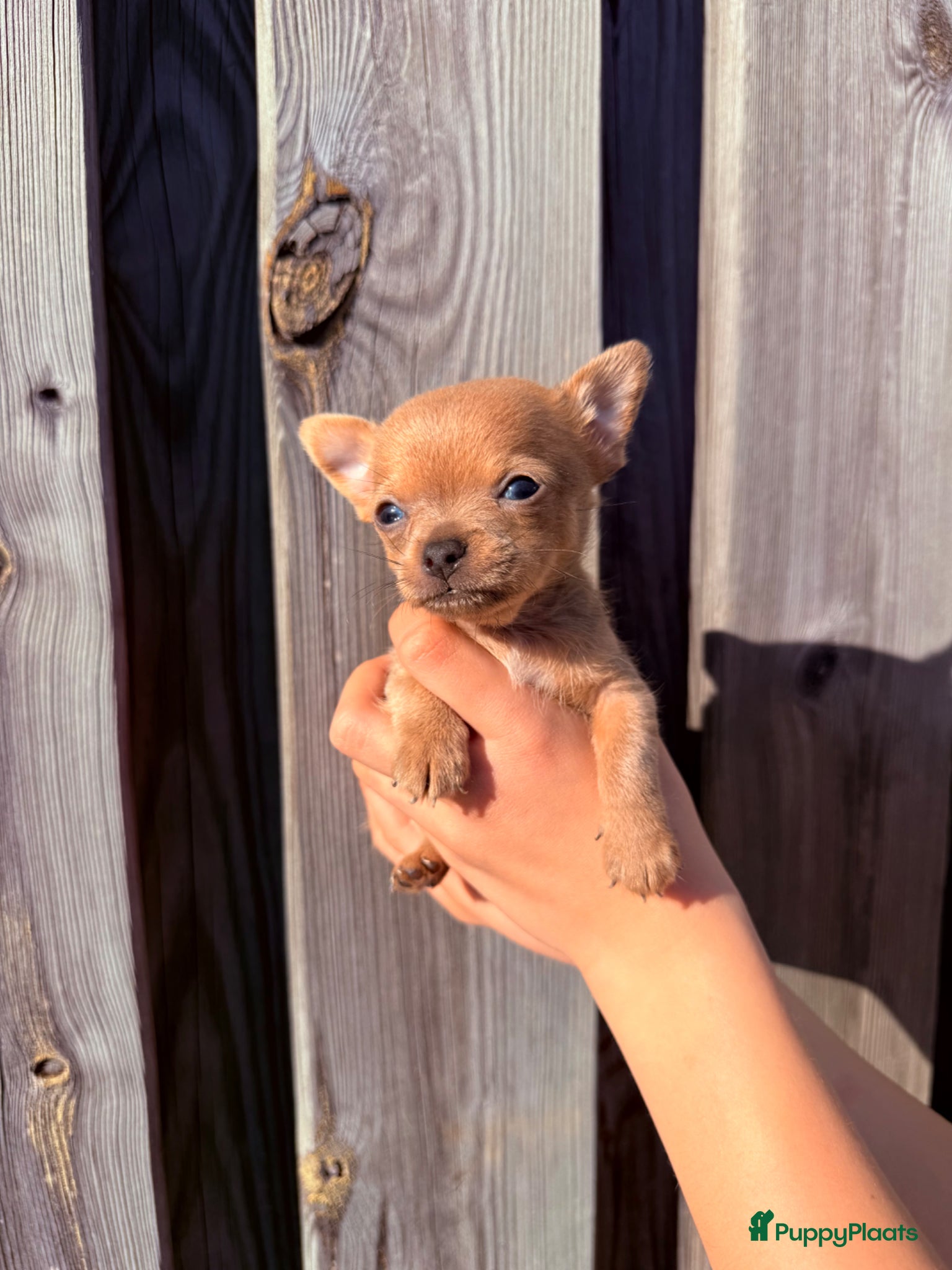 Chihuahua honden Prachtige chihuahua puppy’s  - Advertentie 1