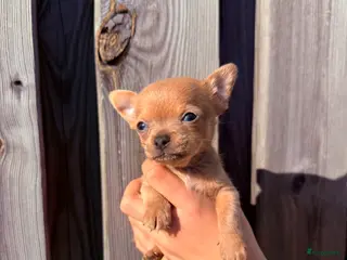 Chihuahua honden Prachtige chihuahua puppy’s - Advertentie 2