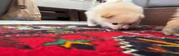 Pomeriaan honden te koop: Pomeriaan puppy’s 🐶 - Advertentie 29