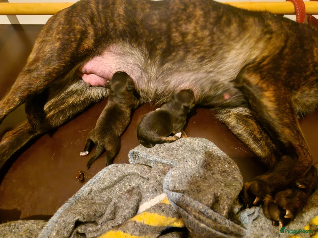 Kruising honden te koop: Hollandse Herder x Mechelaar - Cattle Dog Pup - Advertentie 14