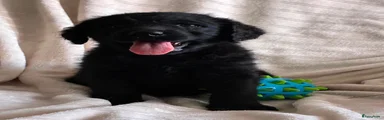 Labradoodle Puppy 2
