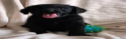 Labradoodle honden te koop: Lieve,sociale labradoodle F1 pups beschikbaar  - Advertentie 5