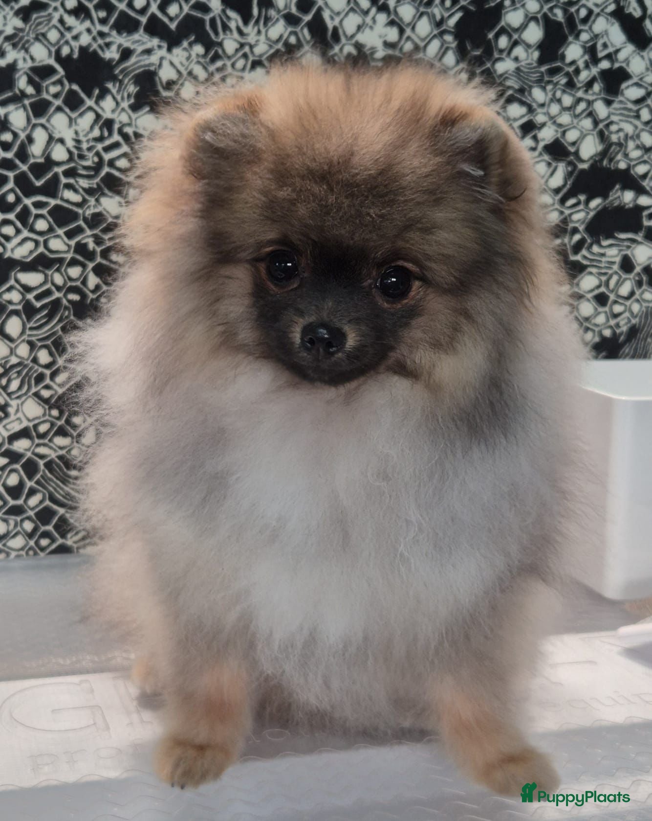 Pomeriaan honden Mikkie  Pomeranian  - Advertentie 2