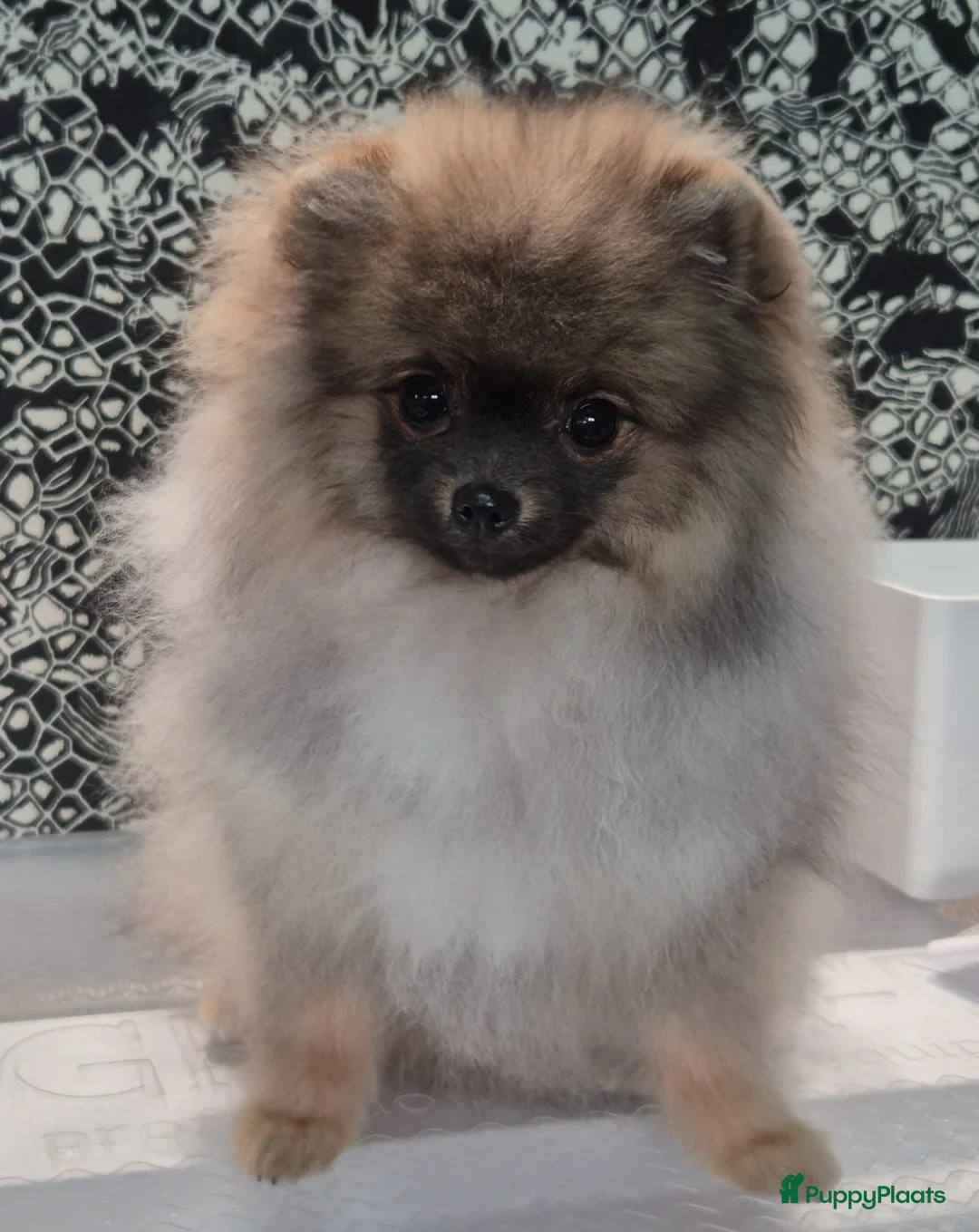 Pomeriaan honden te koop: Mikkie  Pomeranian  - Advertentie 2