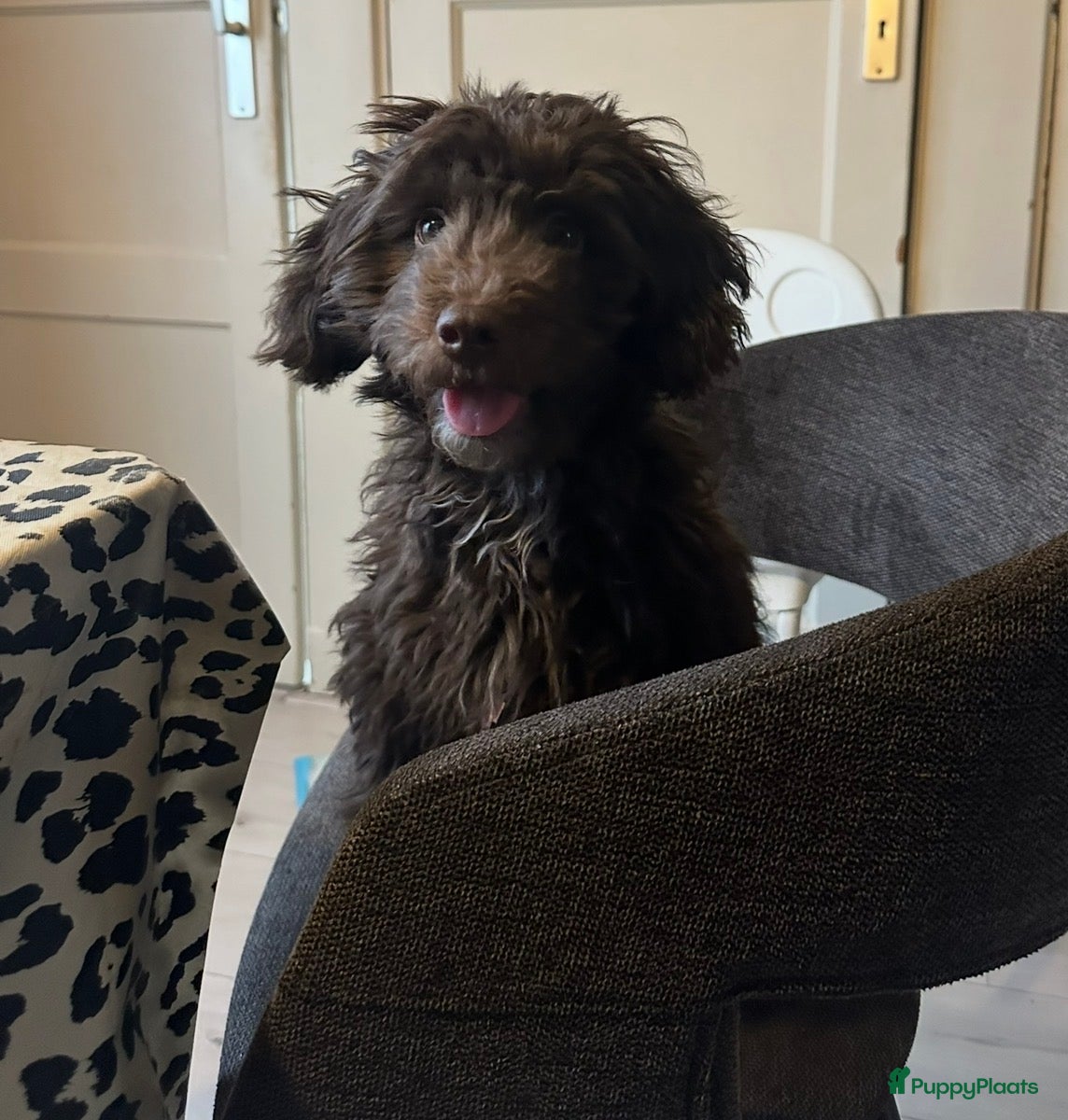 Maltipoo honden Maltipoo teefje 5 maanden  - Advertentie 9