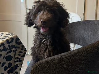 Maltipoo honden Maltipoo teefje 5 maanden - Advertentie 9