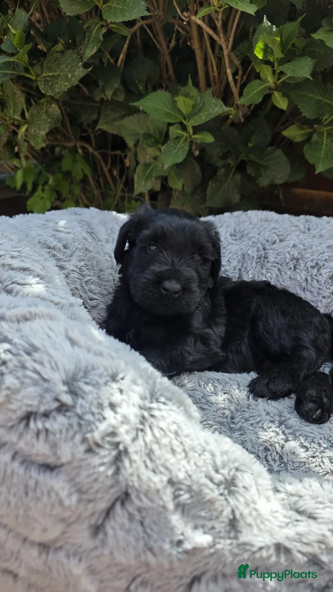Riesenschnauzer honden te koop: Reuzenschnauzer met FCI-stamboom - Advertentie 9
