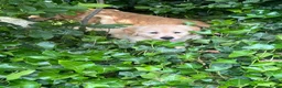 Golden Retriever honden te koop: 3 prachtige golden retriever teefjes oudersgetest  - Advertentie 3