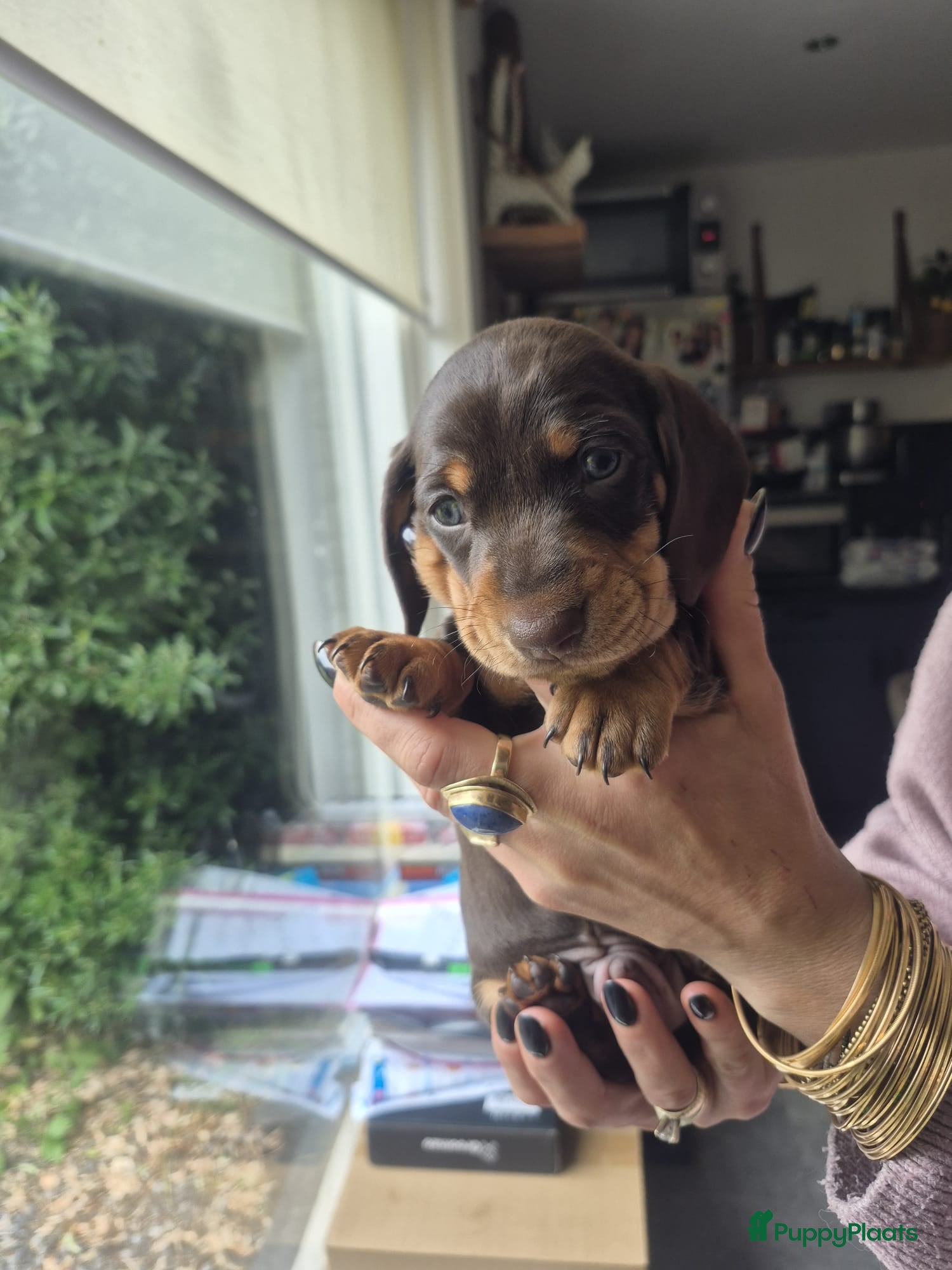 Teckel (korthaar)  Puppy 1