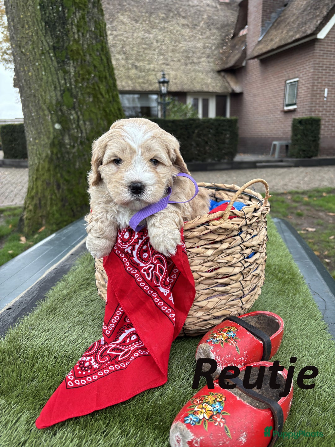 Kruising honden te koop: Schattige Boomer Puppy's - Advertentie 6