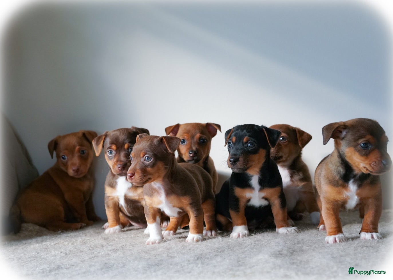 Jack Russel Terriër honden te koop: Stoere Jack Russel pups beschikbaar - Advertentie 1