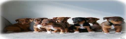 Jack Russel Terriër honden te koop: Stoere Jack Russel pups beschikbaar - Advertentie 1