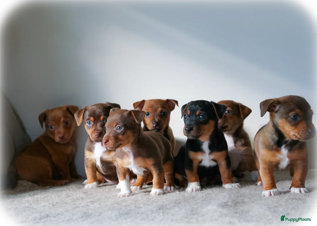 Jack Russel Terriër honden te koop: Stoere Jack Russel pups beschikbaar - Advertentie 1