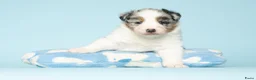 Australian Shepherd honden te koop: Australian Shepherd pups - Advertentie 3