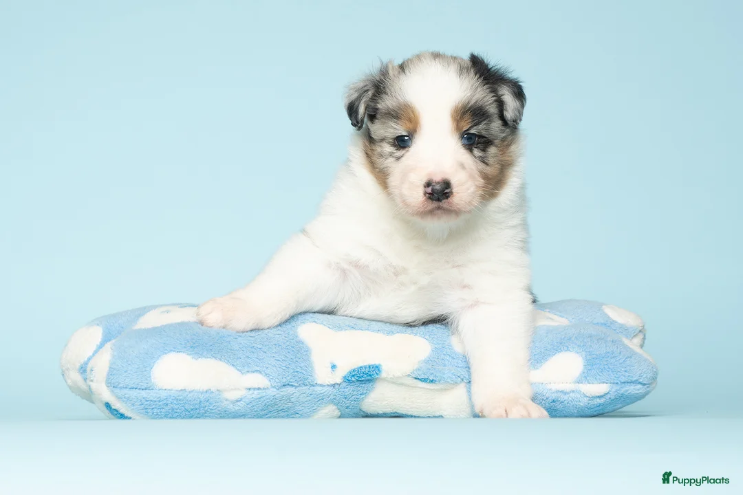 Australian Shepherd honden te koop: Australian Shepherd pups - Advertentie 3