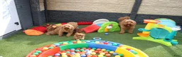 Kruising honden te koop: Prachtig mini Australian labradoodle pupjes - Advertentie 21
