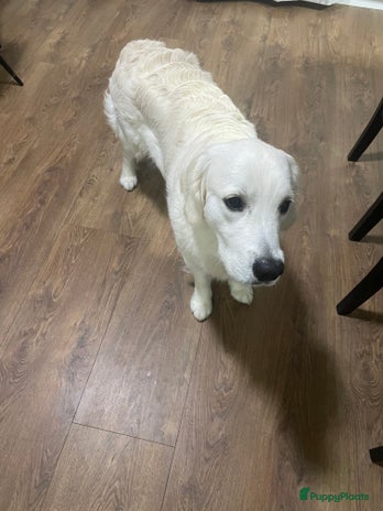 Golden Retriever honden - Advertentie 1