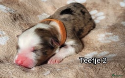 Australian Shepherd honden te koop: Australian Shepherd puppies geboren!  - Afbeelding 12