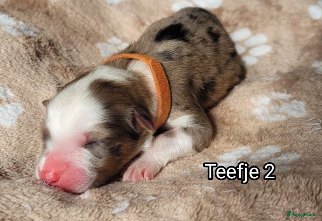 Australian Shepherd honden te koop: Australian Shepherd puppies geboren!  - Afbeelding 12