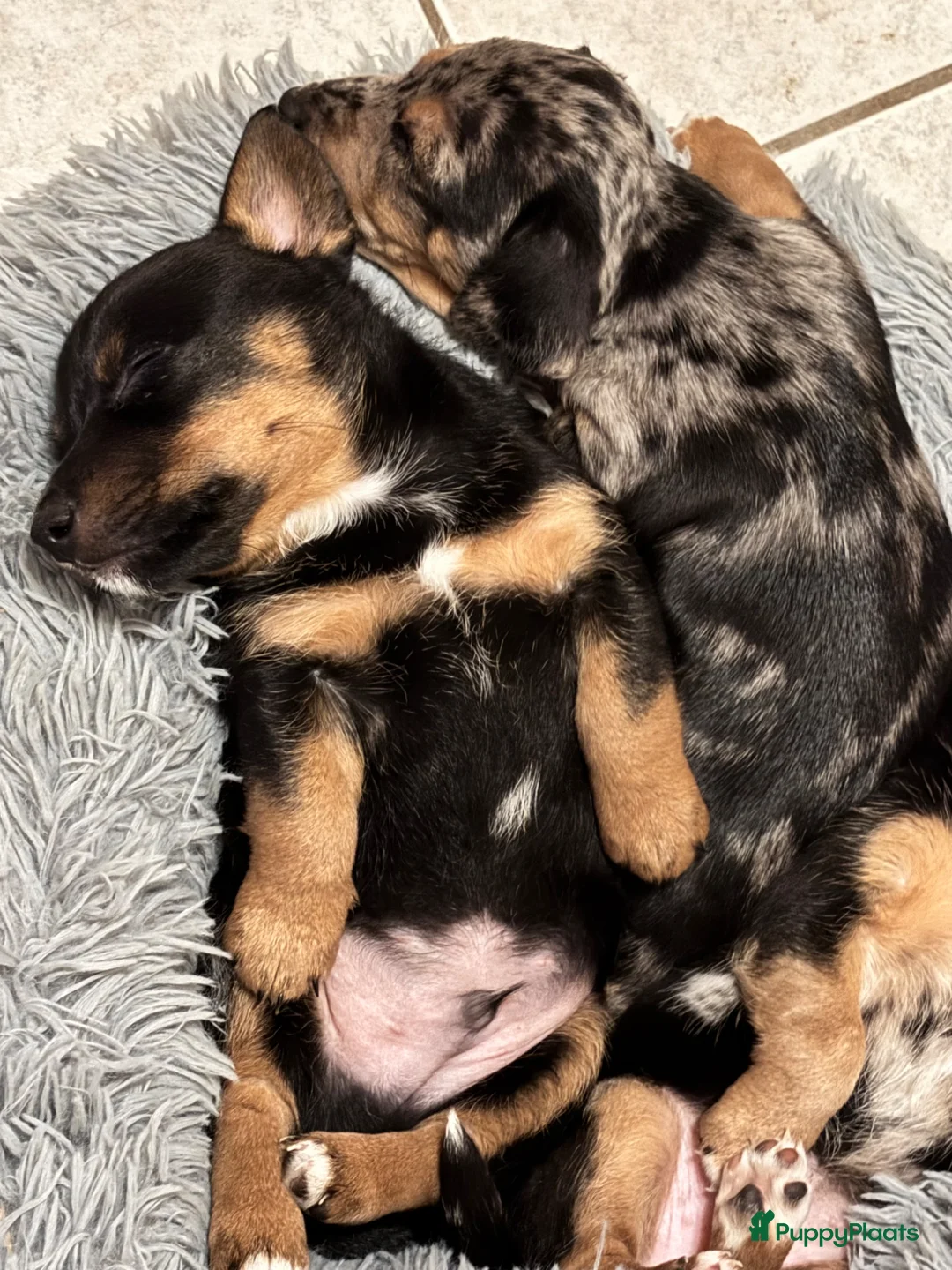 Jack Russel Terriër honden te koop: Lieve sociale puppy’s Jack Russel  in Baarle-Nassau - Advertentie 10