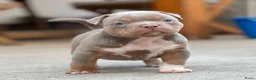 Amerikaanse Bully honden te koop: American Bully tricolor teefje te koop - Advertentie 2