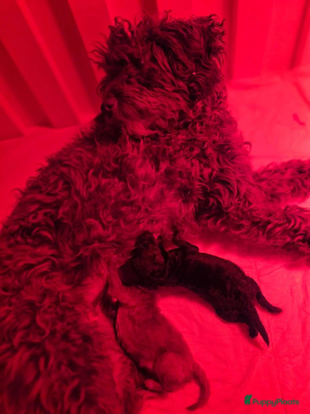 Poedel Toy honden te koop: Allerliefste toy teefje en Reutje 💞 - Advertentie 14