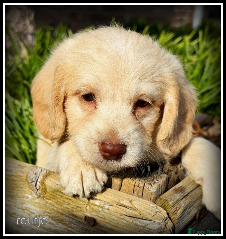 Kruising honden Boompoo F1b pups. Boomer x Poedel - Advertentie 2