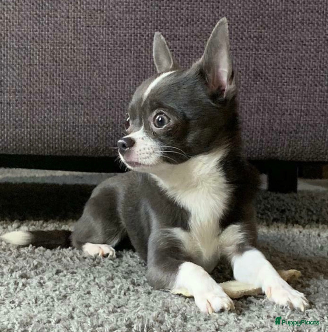 Chihuahua honden Ervaren blauw/grijze kleine chihuahua dekreu - Advertentie 1