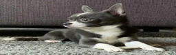 Chihuahua honden ter dekking: Ervaren blauw/grijze kleine chihuahua dekreu - Advertentie 1