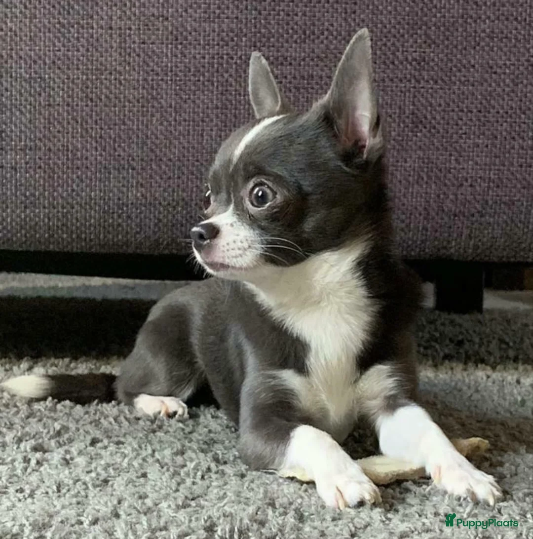 Chihuahua honden ter dekking: Ervaren blauw/grijze kleine chihuahua dekreu - Advertentie 1