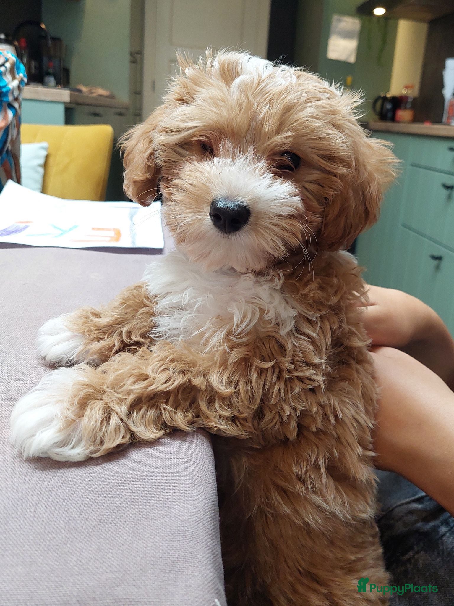 Kruising honden Onze Maltipoo Roxy in verwachting  - Advertentie 1
