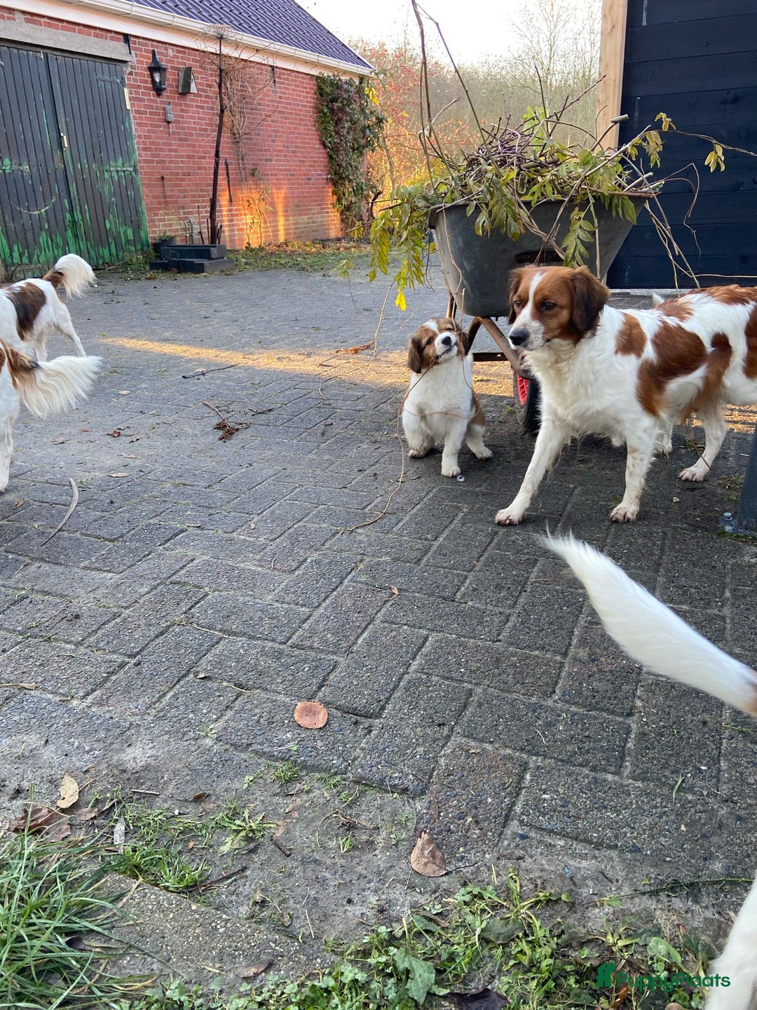 Kooikerhondje honden te koop: Prachtige kooikerpup, reutje - Advertentie 4