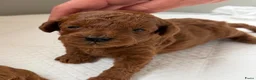 Poedel Toy honden te koop: Lieve rode toypoedel pups zoeken een warm thuis - Advertentie 14