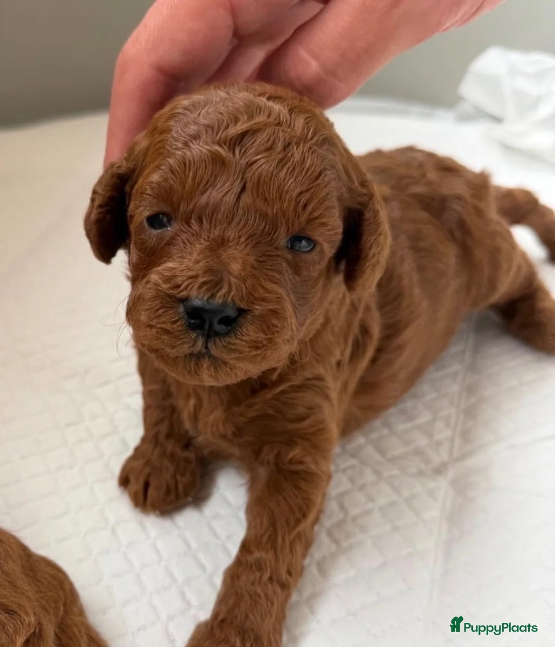 Poedel Toy honden te koop: Lieve rode toypoedel pups zoeken een warm thuis - Advertentie 14