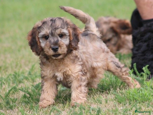 Cockapoo honden Cockapoo pups - Advertentie 3