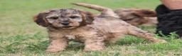 Cockapoo honden te koop: Cockapoo pups - Advertentie 1