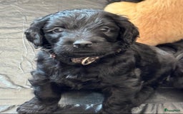 Labradoodle honden te koop: Labradoodle pups groot kleurvast - Afbeelding 5