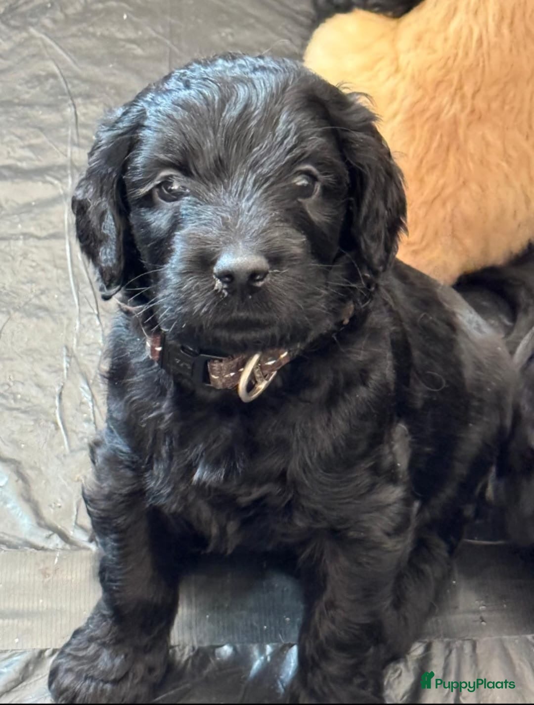 Labradoodle honden te koop: Labradoodle pups groot kleurvast - Afbeelding 5