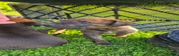 Kruising honden te koop: Hollandse Herder X Labrador pups zoeken baasje! - Advertentie 17