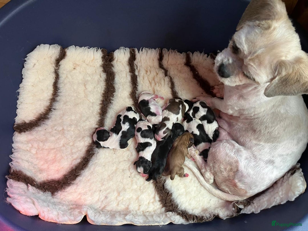 Malshi honden te koop: Prachtige Boomer pups - Advertentie 5