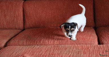 Jack Russel Terriër honden - Advertentie 11